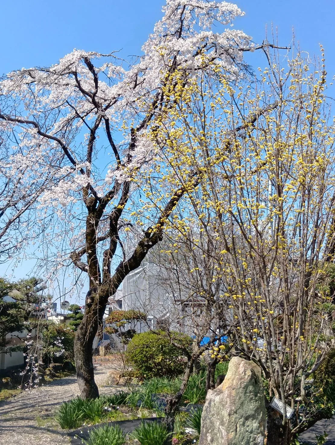 枝垂れ桜と蝋梅
