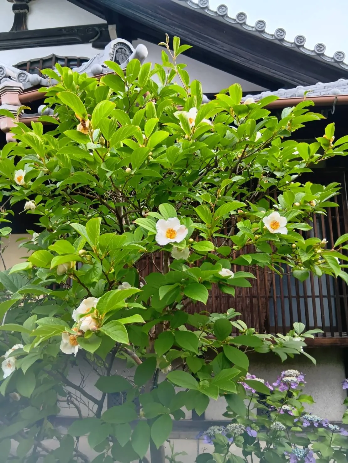 沙羅と本堂